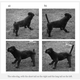 Illustration for article titled Why bobbing your dogs tail is really bad idea